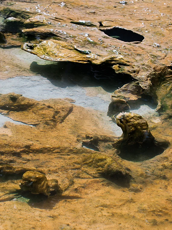 radici del benessere